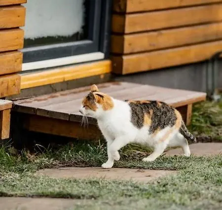 W Debowym Gaju Debowy Gaj