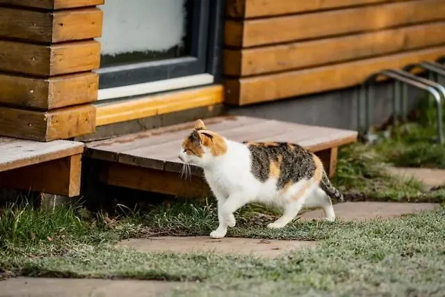 W Debowym Gaju Debowy Gaj